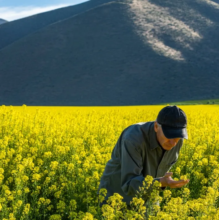 Farmer inspecting the flower field